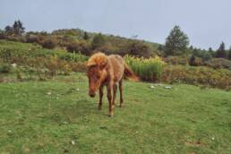 Wild Pony at Grayson Highlands State Park