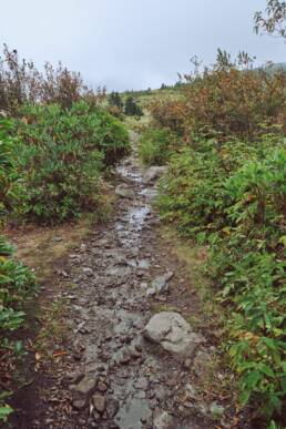 Trail at Grayson Highlands State Park