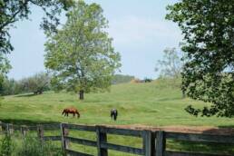 Horses on Farm by Virginia Creeper Trail in Abingdon, Virginia