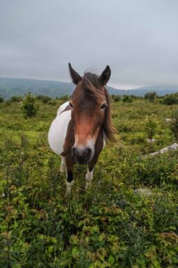 Wild Pony at Grayson Highlands State Park