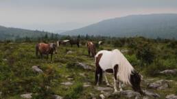 Wild Ponies at Grayson Highlands State Park